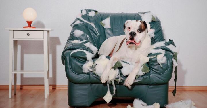 Comment empêcher mon chien de faire des bêtises en mon absence ?