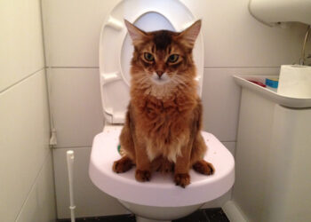 Comment empêcher un chat de faire ses besoins dans la maison ?