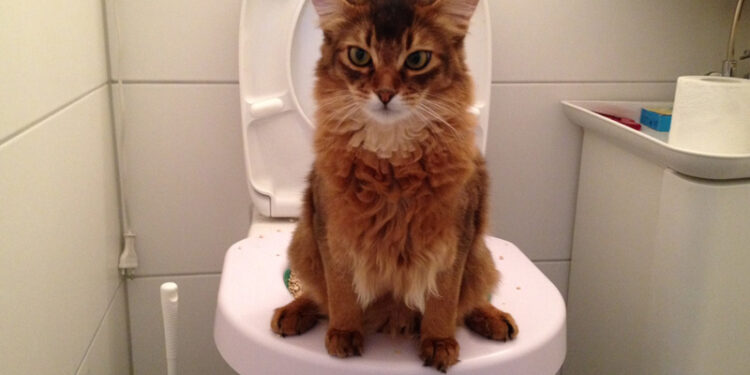 Comment empêcher un chat de faire ses besoins dans la maison ?