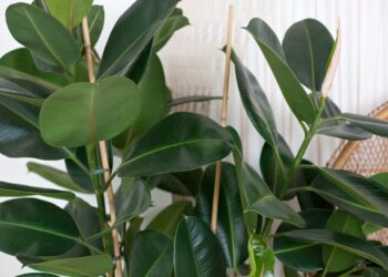 Comment empêcher un chat de faire ses besoins dans un endroit ?