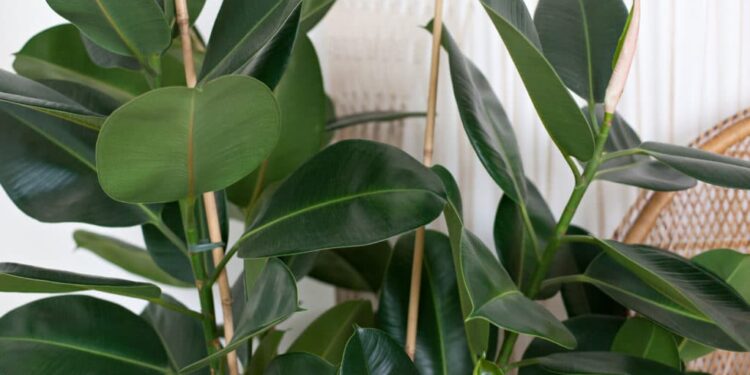 Comment empêcher un chat de faire ses besoins dans un endroit ?