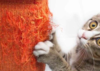 Comment empêcher un chat de faire ses griffes sur le canapé ?