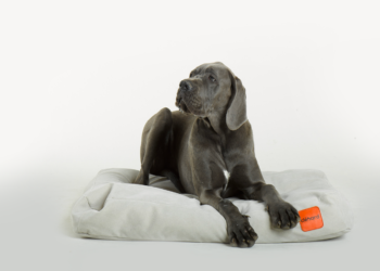 Comment empêcher un chien de détruire ?