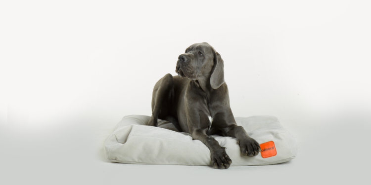 Comment empêcher un chien de détruire ?