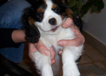 Comment empêcher un chien de faire ses besoins dans la maison ?