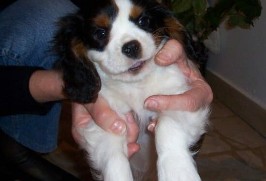 Comment empêcher un chien de faire ses besoins dans la maison ?