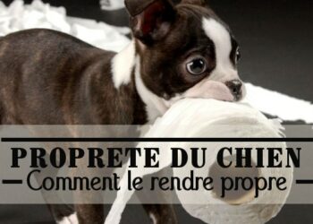 Comment empêcher un chien de faire ses besoins dans la maison la nuit ?
