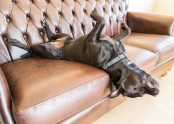 Comment empêcher un chien de gratter le canapé ?