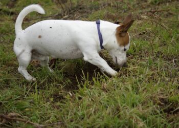 Comment empêcher un chien de manger de la terre ?