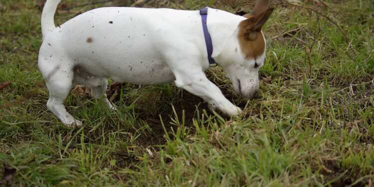 Comment empêcher un chien de manger de la terre ?
