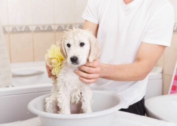 Comment empêcher un chiot de faire ses besoins dans la maison ?