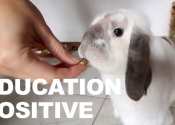 Comment empêcher un lapin de faire pipi ?