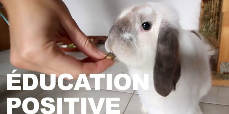 Comment empêcher un lapin de faire pipi ?