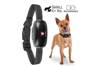 Comment empêcher un petit chien d'aboyer ?