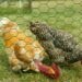 Comment empêcher une poule de sauter ?