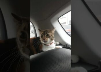 Comment endormir un chat pour le transport ?