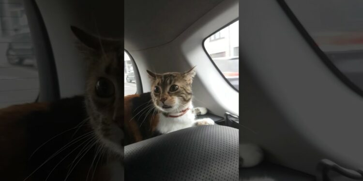 Comment endormir un chat pour le transport ?