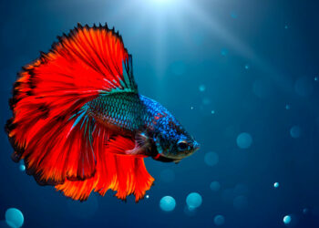 Comment énerver un poisson combattant ?