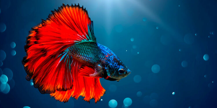 Comment énerver un poisson combattant ?