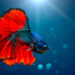 Comment énerver un poisson combattant ?