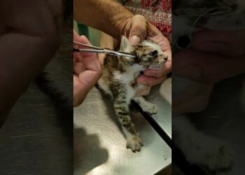 Comment enlever des œufs de mouche sur un chat ?