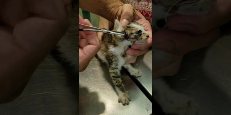 Comment enlever des œufs de mouche sur un chat ?