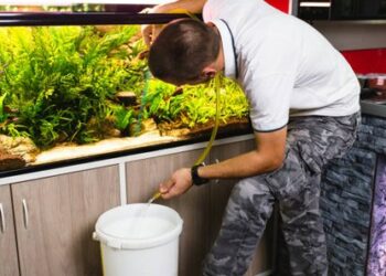Comment enlever le vert sur les parois d'un aquarium ?