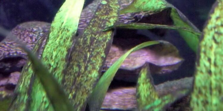 Comment enlever les algues des plantes d'aquarium ?