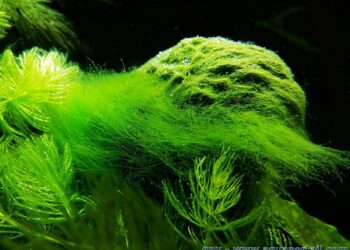 Comment enlever les algues naturellement ?