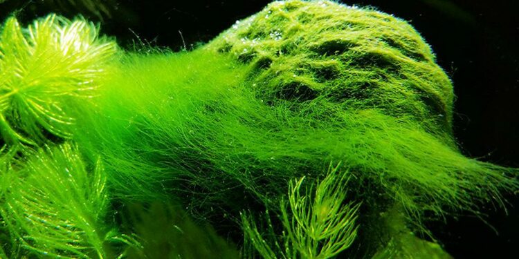 Comment enlever les algues naturellement ?