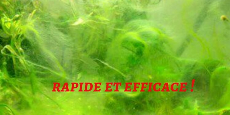 Comment enlever les algues naturellement ?
