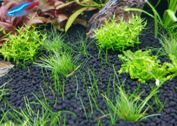 Comment enlever les algues naturellement ?