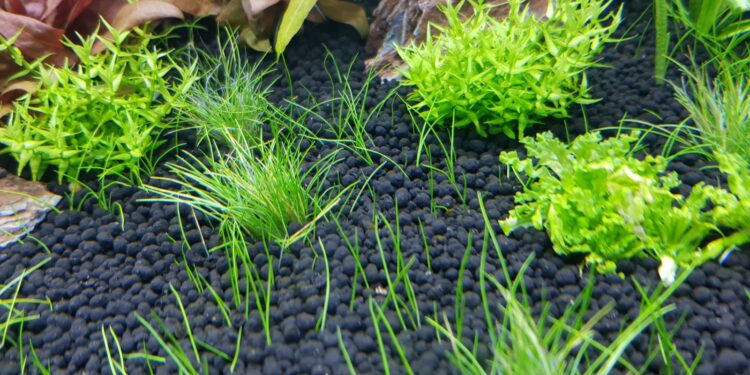 Comment enlever les algues naturellement ?