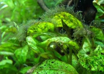 Comment enlever les algues sur les plantes ?