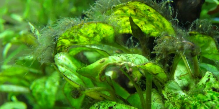 Comment enlever les algues sur les plantes ?