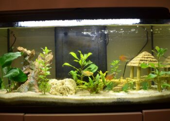 Comment enlever les algues sur les plantes d'aquarium ?