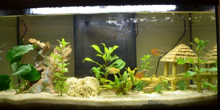 Comment enlever les algues sur les plantes d'aquarium ?