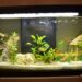 Comment enlever les algues sur les plantes d'aquarium ?