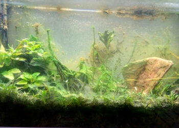 Comment enlever les algues sur les vitres d'un aquarium ?