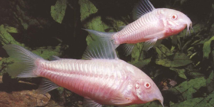 Comment enlever les excréments au fond d'un aquarium ?