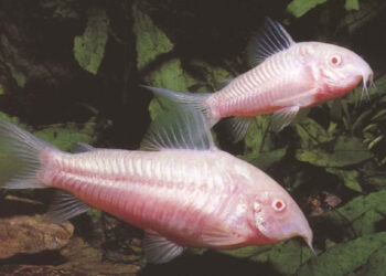 Comment enlever les excréments au fond d'un aquarium ?