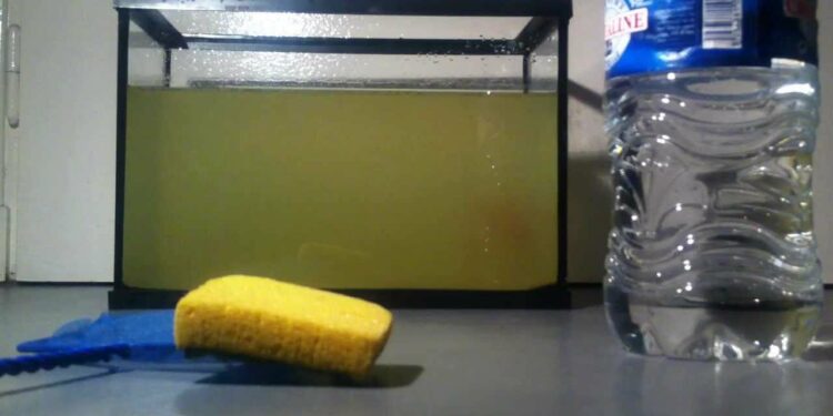 Comment enlever les excréments au fond d'un aquarium ?