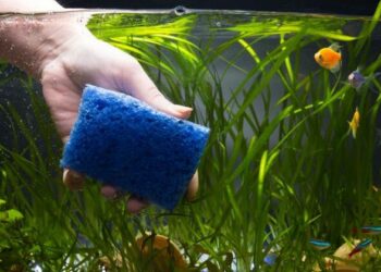 Comment enlever les excréments des poissons ?