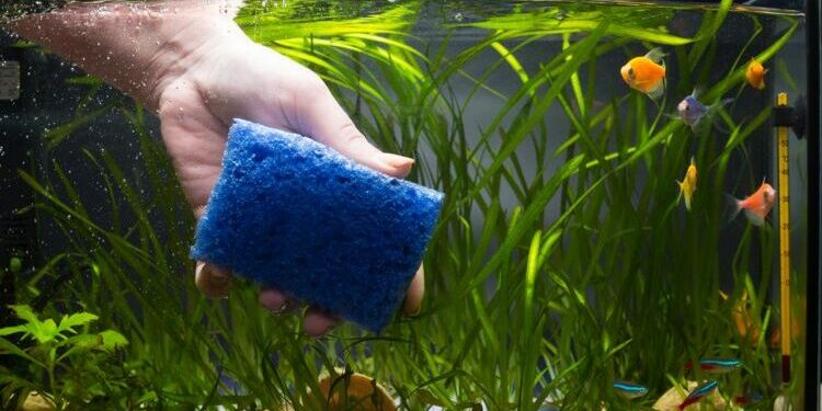 Comment enlever les excréments des poissons ?