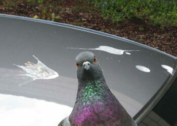 Comment enlever les fientes ?