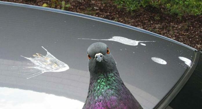 Comment enlever les fientes ?