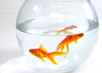 Comment enlever les ouïes d'un poisson ?