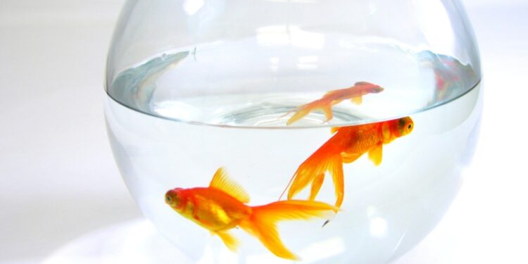 Comment enlever les ouïes d'un poisson ?