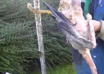 Comment enlever les plumes d'une poule ?