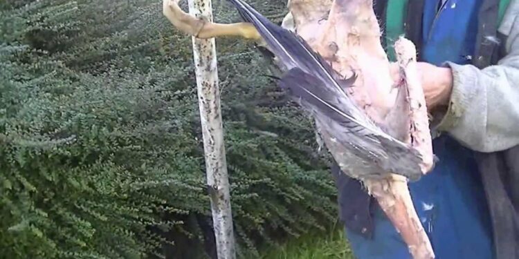 Comment enlever les plumes d'une poule ?